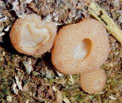 Attēlu rezultāti vaicājumam “Peziza vesiculosa”