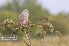 Attēlu rezultāti vaicājumam “Falco tinnunculus adult”