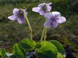 Attēlu rezultāti vaicājumam “Viola palustris”