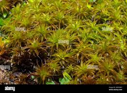 Attēlu rezultāti vaicājumam “Syntrichia ruralis var. ruraliformis”