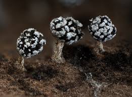 Attēlu rezultāti vaicājumam “Didymium squamulosum”