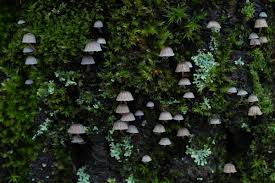 Attēlu rezultāti vaicājumam “Mycena pseudocorticola”