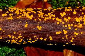 Attēlu rezultāti vaicājumam “Bisporella citrina”