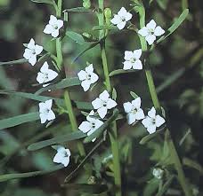 Attēlu rezultāti vaicājumam “Thesium alpinum”