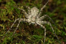 Attēlu rezultāti vaicājumam “Philodromus margaritatus”