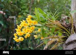Attēlu rezultāti vaicājumam “Chrysotoxum sp.”