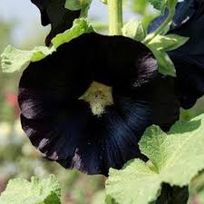 Image result for Alcea rosea nigra