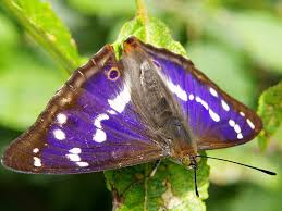 Attēlu rezultāti vaicājumam “Apatura iris male”