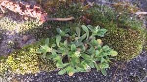 Attēlu rezultāti vaicājumam “Cerastium semidecandrum bud”