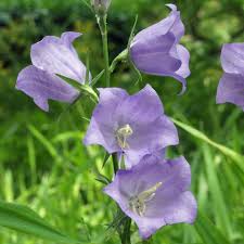 Image result for Glockenblumen