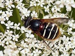 Attēlu rezultāti vaicājumam “Sericomyia lappona”