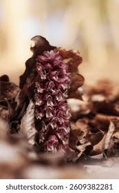 Attēlu rezultāti vaicājumam “Lathraea squamaria fruit”