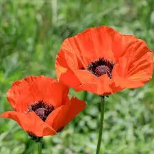 Image result for Papaver orientale