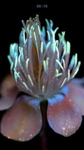 Attēlu rezultāti vaicājumam “Taraxacum officinale aggr. flower”