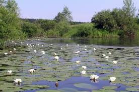 Attēlu rezultāti vaicājumam “Nymphaea alba”