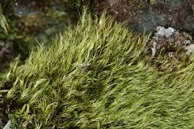 Attēlu rezultāti vaicājumam “Paraleucobryum longifolium”