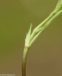 Attēlu rezultāti vaicājumam “Viola canina fruit”