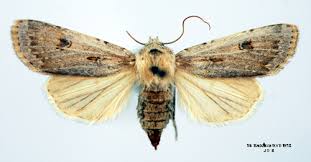 Attēlu rezultāti vaicājumam “Agrotis ripae”