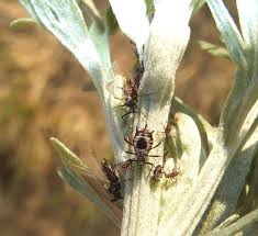 Attēlu rezultāti vaicājumam “Macrosiphoniella absinthii”