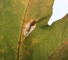 Attēlu rezultāti vaicājumam “Phyllonorycter platanoidella”