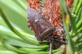 Attēlu rezultāti vaicājumam “Pinthaeus sanguinipes”