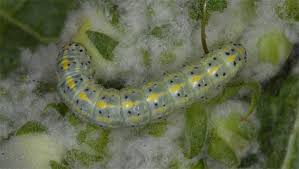 Attēlu rezultāti vaicājumam “Cucullia lucifuga larva”