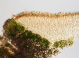 Attēlu rezultāti vaicājumam “Lecanora argentata”