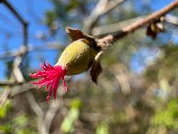 Attēlu rezultāti vaicājumam “Corylus avellana female flower”