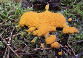 Attēlu rezultāti vaicājumam “Physarum obscurum”