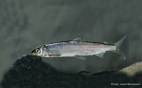 Image result for Coregonus oxyrinchus