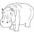 Hippo coloring page