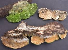 Attēlu rezultāti vaicājumam “Cerrena unicolor”