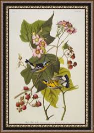 Image result for Dendroica magnolia