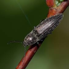 Attēlu rezultāti vaicājumam “Actenicerus sjaelandicus”