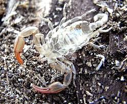 Attēlu rezultāti vaicājumam “exuvia”