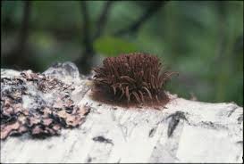 Attēlu rezultāti vaicājumam “Stemonitis splendens macro”