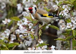 Attēlu rezultāti vaicājumam “Carduelis carduelis adult”