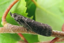 Attēlu rezultāti vaicājumam “Ortholepis betulae”