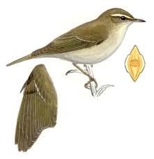 Image result for Phylloscopus borealis