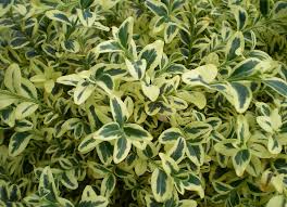 Attēlu rezultāti vaicājumam “Buxus sempervirens”