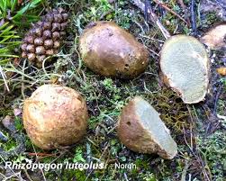 Attēlu rezultāti vaicājumam “Rhizopogon luteolus”