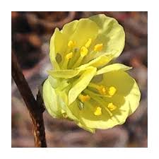 Attēlu rezultāti vaicājumam “Kurzia pauciflora”