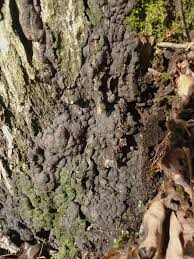 Attēlu rezultāti vaicājumam “Kretzschmaria deusta”