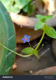 Image result for Anagallis arvensis