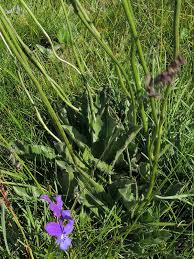 Attēlu rezultāti vaicājumam “Hypochaeris maculata”