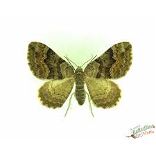 Attēlu rezultāti vaicājumam “Catarhoe cuculata”