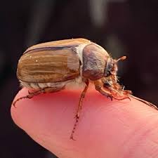 Attēlu rezultāti vaicājumam “Amphimallon solstitiale imago”