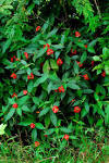File:<b>Psychotria</b> poeppigiana.