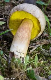 Attēlu rezultāti vaicājumam “Boletales”