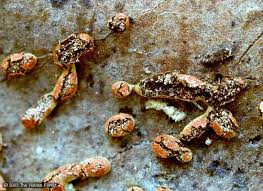 Attēlu rezultāti vaicājumam “Physarum xanthinum macro”